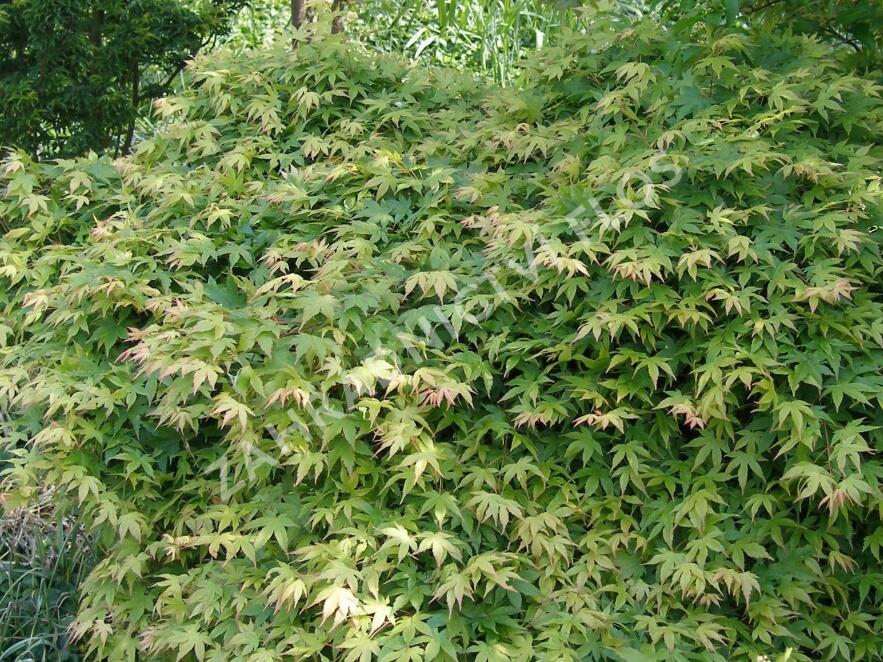 Javor dlanitolistý 'Katsura' - Acer palmatum 'Katsura'