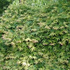 Javor dlanitolistý 'Katsura' - Acer palmatum 'Katsura'