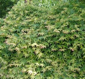 Javor dlanitolistý 'Katsura' - Acer palmatum 'Katsura'