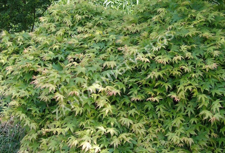 Javor dlanitolistý 'Katsura' - Acer palmatum 'Katsura'