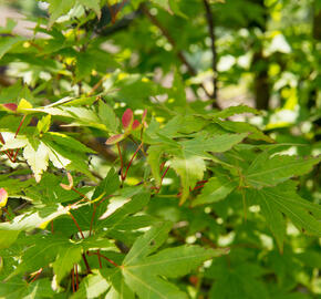 Javor dlanitolistý 'Butterfly' - Acer palmatum 'Butterfly'