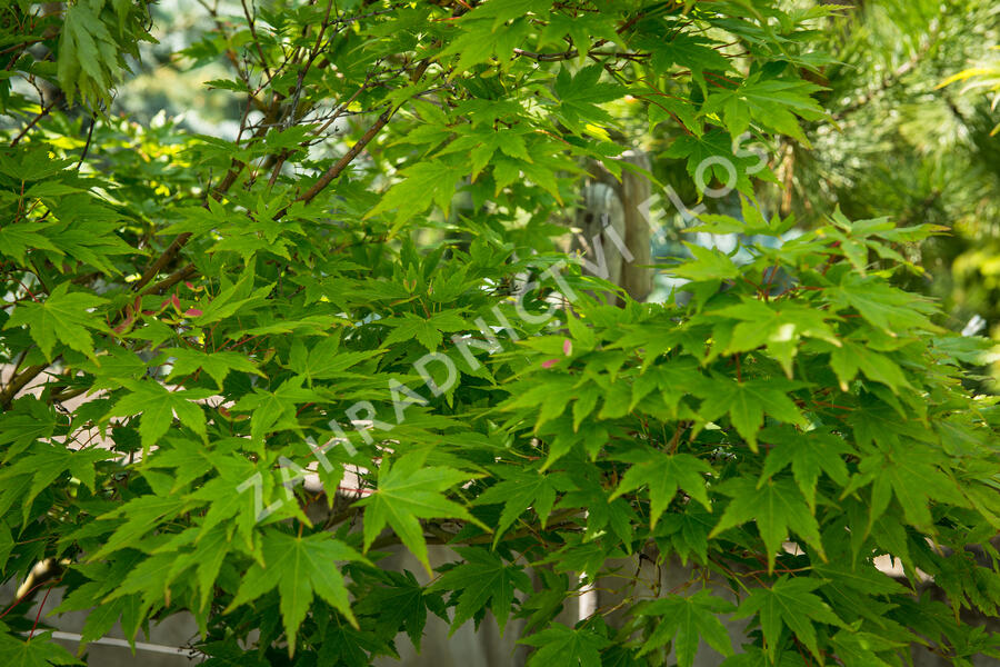 Javor dlanitolistý 'Butterfly' - Acer palmatum 'Butterfly'