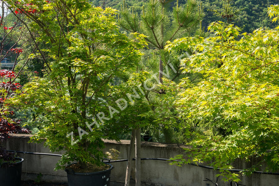 Javor dlanitolistý 'Butterfly' - Acer palmatum 'Butterfly'