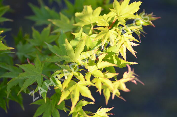 Javor dlanitolistý 'Butterfly' - Acer palmatum 'Butterfly'