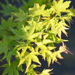 Javor dlanitolistý 'Butterfly' - Acer palmatum 'Butterfly'