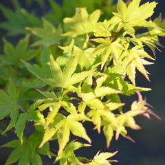 Javor dlanitolistý 'Butterfly' - Acer palmatum 'Butterfly'