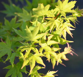 Javor dlanitolistý 'Butterfly' - Acer palmatum 'Butterfly'