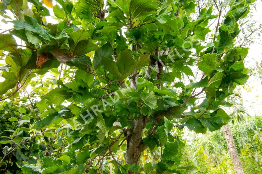 Jilm 'New Horizon' - Ulmus 'New Horizon'