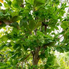 Jilm 'New Horizon' - Ulmus 'New Horizon'