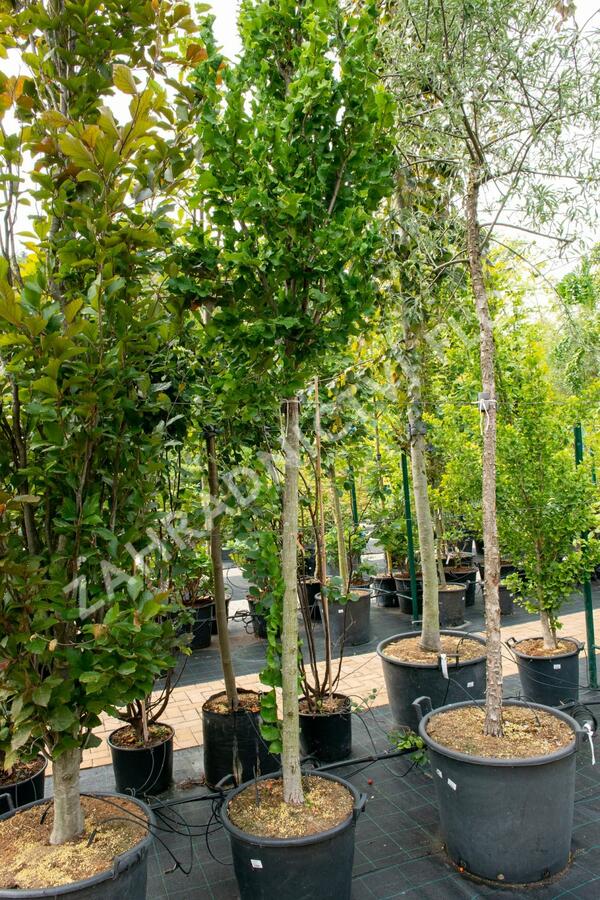 Jilm 'New Horizon' - Ulmus 'New Horizon'