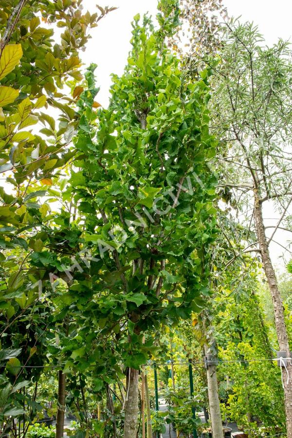 Jilm 'New Horizon' - Ulmus 'New Horizon'