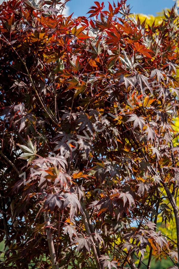 Javor dlanitolistý 'Atropurpureum' - Acer palmatum 'Atropurpureum'