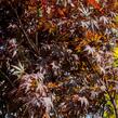 Javor dlanitolistý 'Atropurpureum' - Acer palmatum 'Atropurpureum'