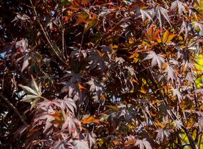Javor dlanitolistý 'Atropurpureum' - Acer palmatum 'Atropurpureum'