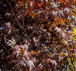 Javor dlanitolistý 'Atropurpureum' - Acer palmatum 'Atropurpureum'