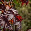 Javor dlanitolistý 'Atropurpureum' - Acer palmatum 'Atropurpureum'