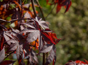 Javor dlanitolistý 'Atropurpureum' - Acer palmatum 'Atropurpureum'