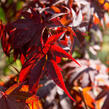 Javor dlanitolistý 'Atropurpureum' - Acer palmatum 'Atropurpureum'