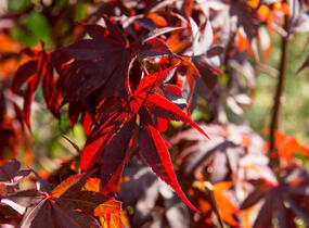 Javor dlanitolistý 'Atropurpureum' - Acer palmatum 'Atropurpureum'