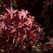 Javor dlanitolistý 'Atropurpureum' - Acer palmatum 'Atropurpureum'