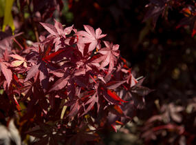 Javor dlanitolistý 'Atropurpureum' - Acer palmatum 'Atropurpureum'