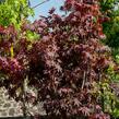 Javor dlanitolistý 'Atropurpureum' - Acer palmatum 'Atropurpureum'