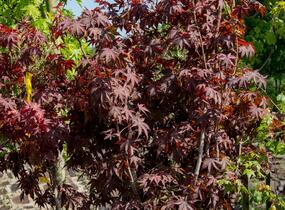 Javor dlanitolistý 'Atropurpureum' - Acer palmatum 'Atropurpureum'