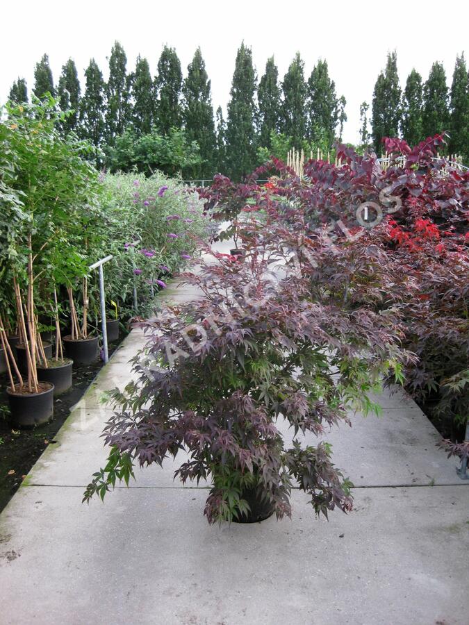 Javor dlanitolistý 'Atropurpureum' - Acer palmatum 'Atropurpureum'