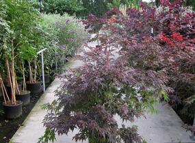 Javor dlanitolistý 'Atropurpureum' - Acer palmatum 'Atropurpureum'