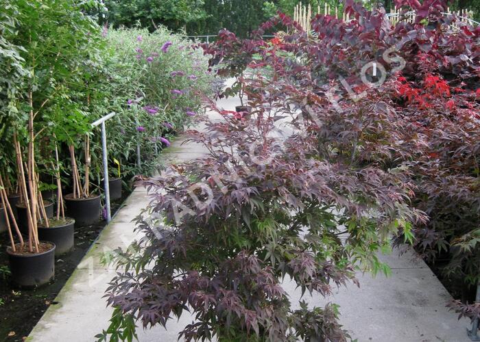 Javor dlanitolistý 'Atropurpureum' - Acer palmatum 'Atropurpureum'