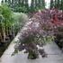 javor-dlanitolisty-atropurpureum.jpg