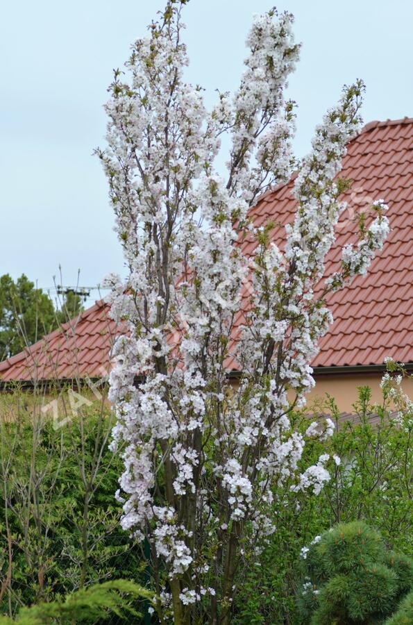 Višeň pilovitá 'Amanogawa' - Prunus serrulata 'Amanogawa'