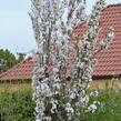 Višeň pilovitá 'Amanogawa' - Prunus serrulata 'Amanogawa'