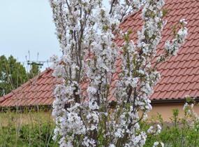 Višeň pilovitá, sakura 'Amanogawa' - Prunus serrulata 'Amanogawa'