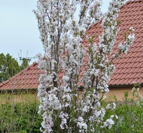 Višeň pilovitá 'Amanogawa' - Prunus serrulata 'Amanogawa'