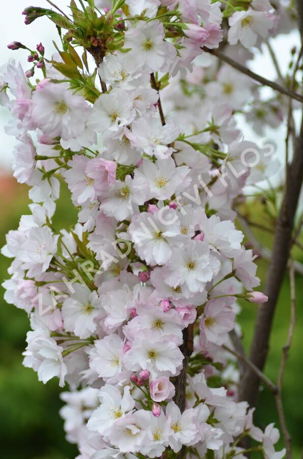 Višeň pilovitá 'Amanogawa' - Prunus serrulata 'Amanogawa'