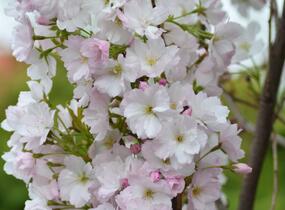 Višeň pilovitá, sakura 'Amanogawa' - Prunus serrulata 'Amanogawa'