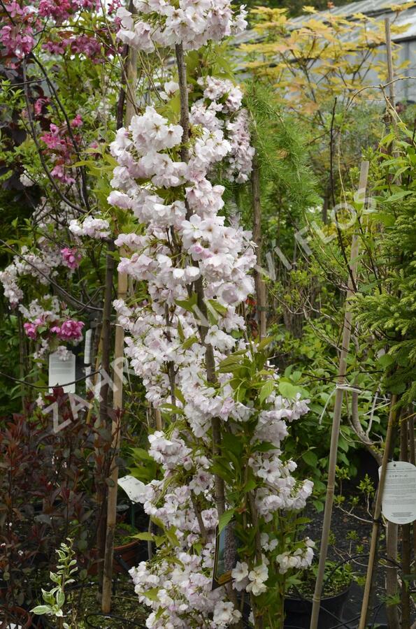 Višeň pilovitá 'Amanogawa' - Prunus serrulata 'Amanogawa'