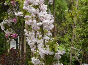 Višeň pilovitá, sakura 'Amanogawa' - Prunus serrulata 'Amanogawa'