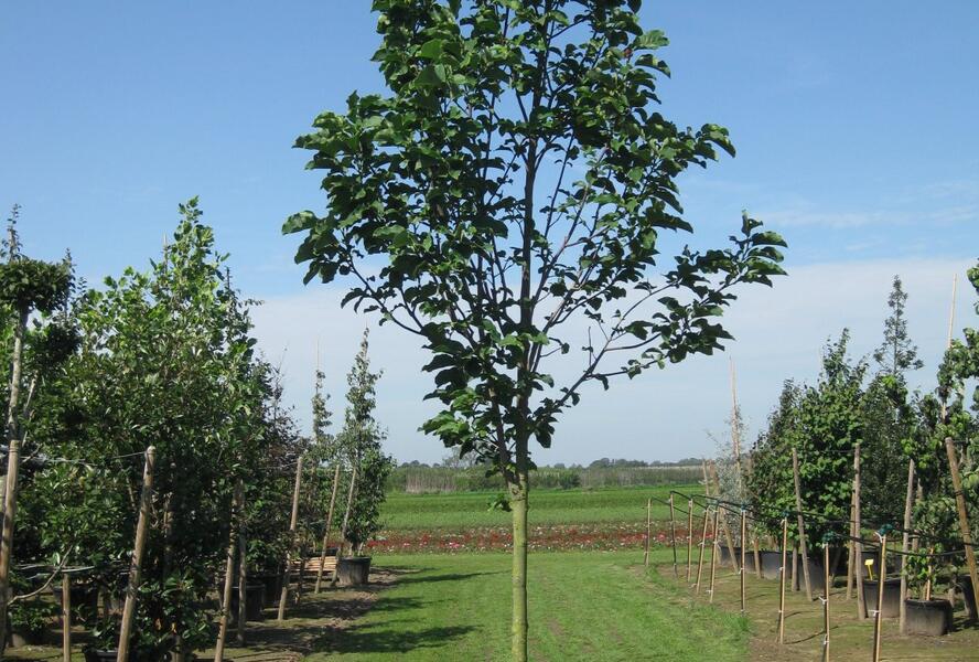 Šácholan 'Galaxy' - Magnolia 'Galaxy'