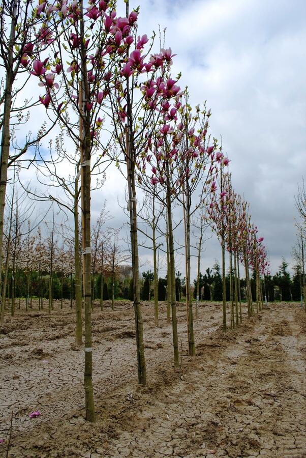 Šácholan 'Galaxy' - Magnolia 'Galaxy'