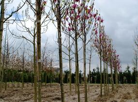 Šácholan 'Galaxy' - Magnolia 'Galaxy'