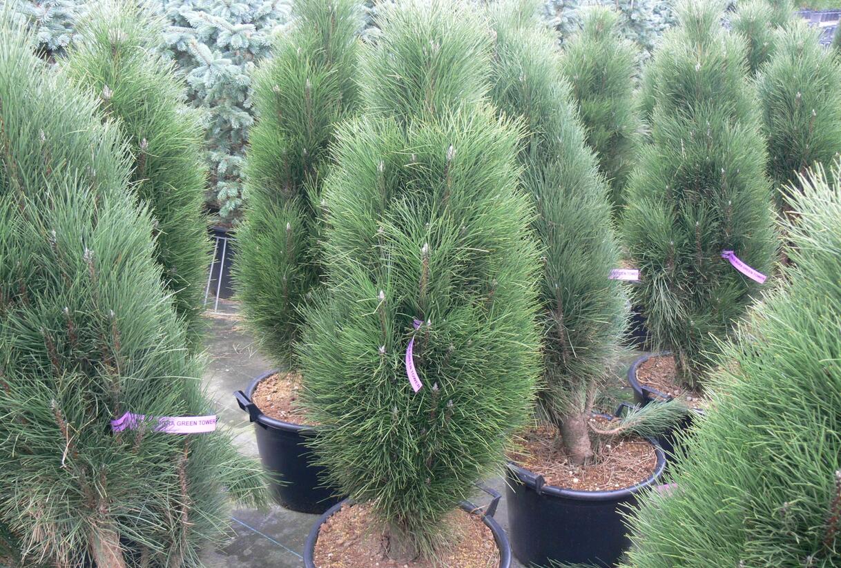 Borovice černá 'Green Tower' - Pinus nigra 'Green Tower'