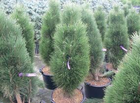 Borovice černá 'Green Tower' - Pinus nigra 'Green Tower'