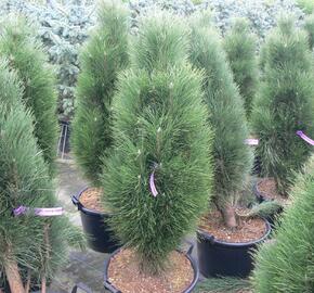 Borovice černá 'Green Tower' - Pinus nigra 'Green Tower'