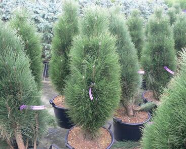 Borovice černá 'Green Tower'