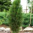 Borovice černá 'Green Tower' - Pinus nigra 'Green Tower'