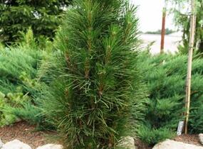 Borovice černá 'Green Tower' - Pinus nigra 'Green Tower'