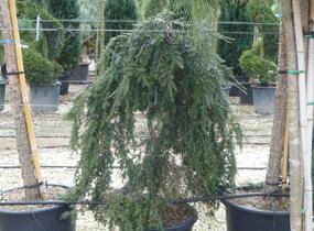 Jedlovec kanadský 'Pendula' - Tsuga canadensis 'Pendula'