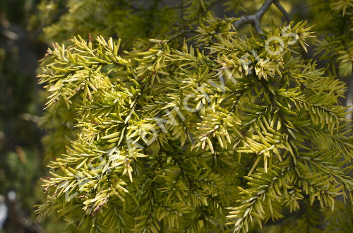 Jedlovec kanadský 'Pendula' - Tsuga canadensis 'Pendula'